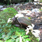 Snail - Caracolus