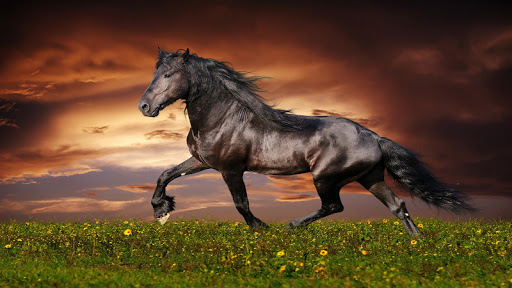 Horse HD Wallpaper Live