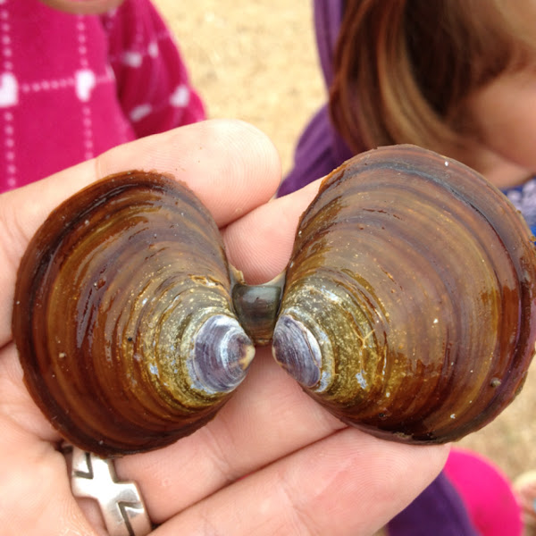 Varnish Clam Project Noah