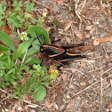 Eastern Lubber Grasshopper, nymph
