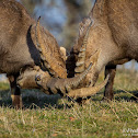 Alpine Ibexes / Bouquetins