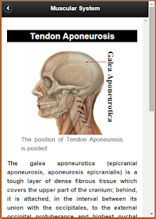 Muscular System(Anatomy)(圖5)-速報App