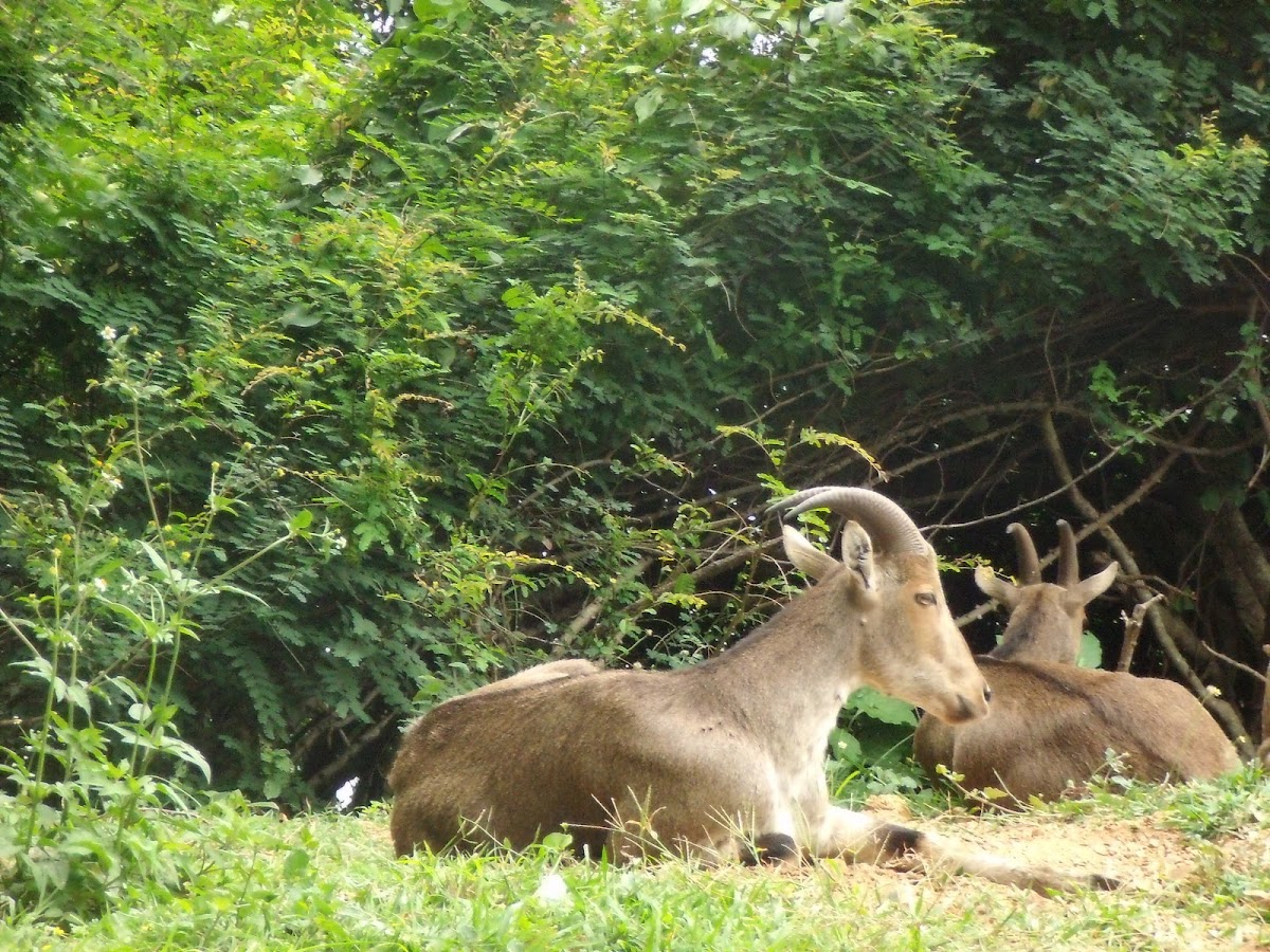 Nilgiri Tahr (Ibex)