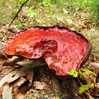 Beefsteak Fungus