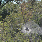 Bat in a web?