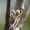longlegged sac spider