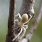 longlegged sac spider