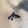 Blue mud Wasp