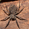 Field Wolf Spider with Babies