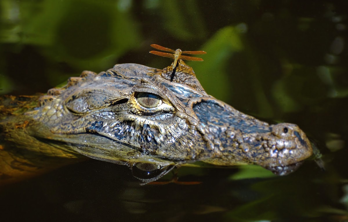 Broad-snouted caiman