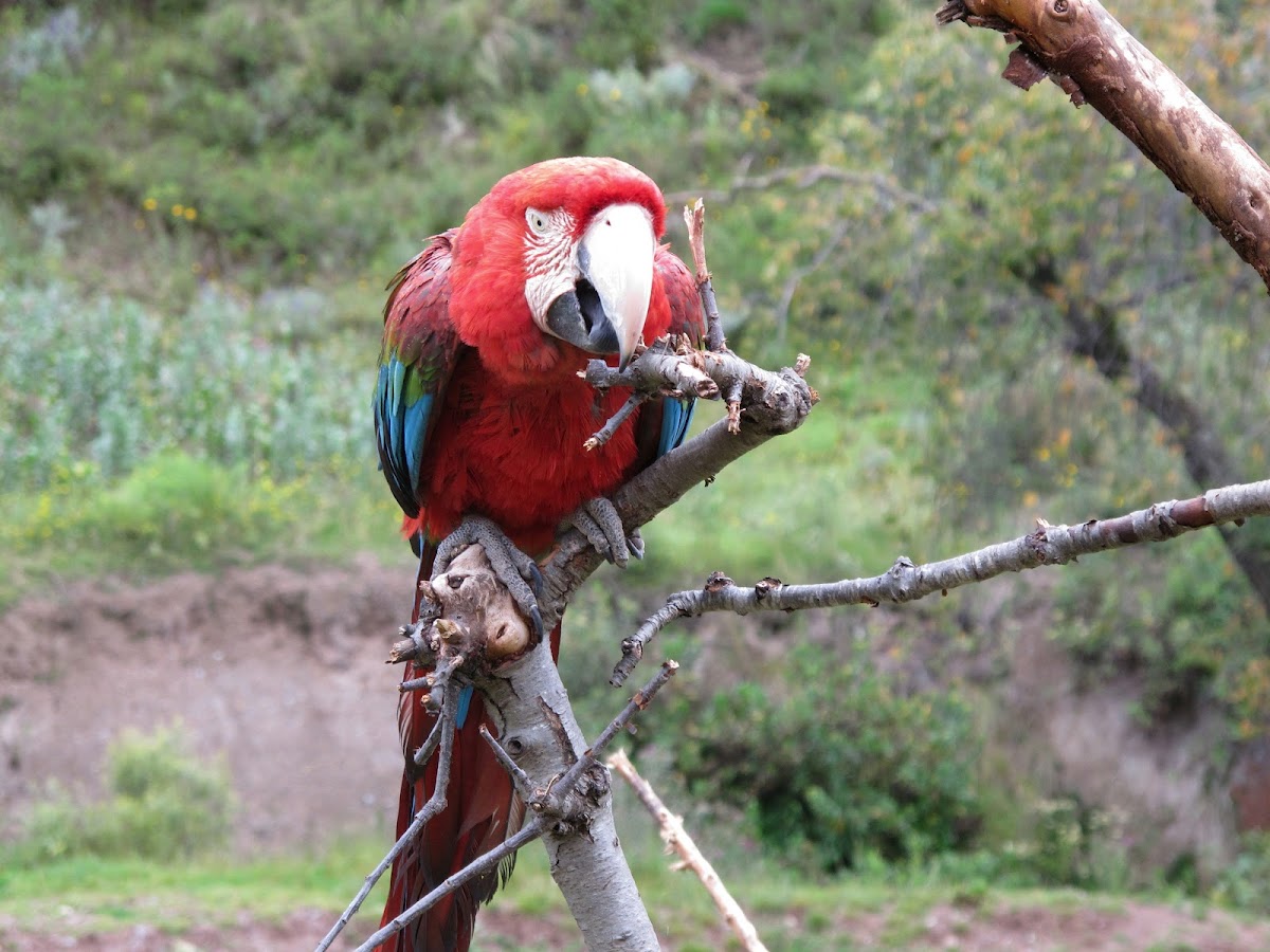 Macaw, Red-and-Green