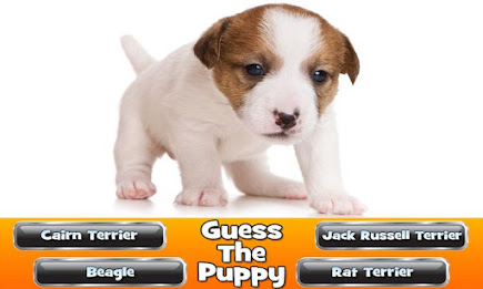 Guess The Puppy 2 Trivia Game poster 1