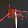 Red-veined Dropwing male