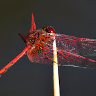 Red-veined Dropwing male