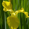 Yellow iris