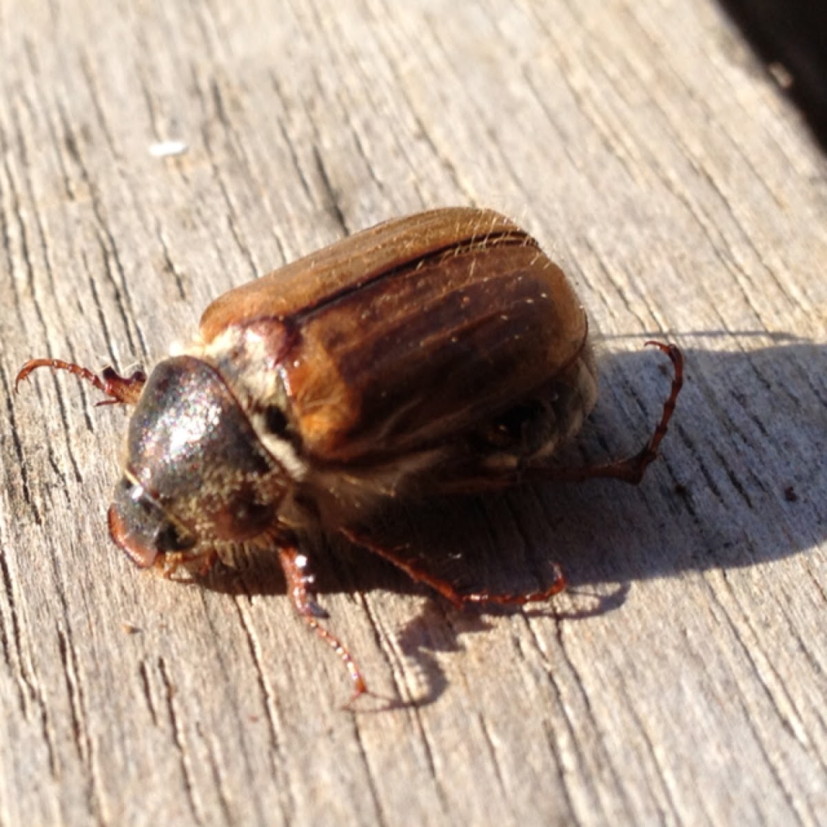 Big Chafer Beetle