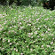 Crown vetch