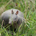 Southern long-nosed armadillo