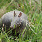 Southern long-nosed armadillo
