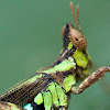 Conjoined Spot Monkey-Grasshopper