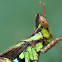 Conjoined Spot Monkey-Grasshopper