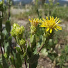 Arizona Gumweed