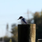 Collard Kingfisher