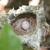 White-eyed Vireo Nest