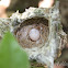 White-eyed Vireo Nest
