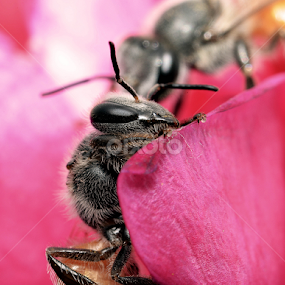 I'm watching you! by Aman Kadwasra - Animals Insects & Spiders