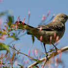 Northern mockingbird