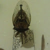 Grand western cicada