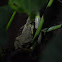 Green Climbing Toad