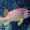 Longjaw Squirrelfish