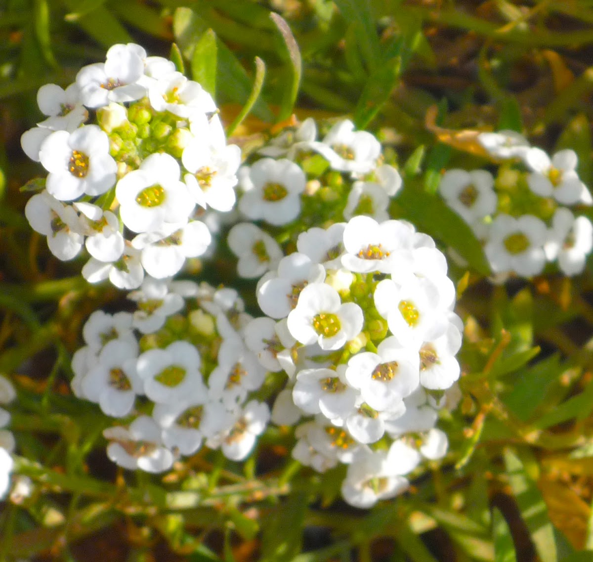 Lantana white pompon