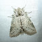 Moth