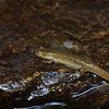 Spring Salamander