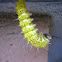 Caterpillar, Lagarta (PT-BR)
