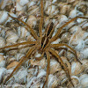Spotted wolf spider
