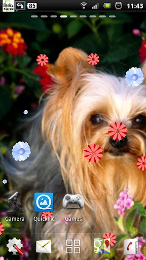 Yorkshire Terrier Dog LWP