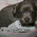 bear by Debbie Theobald -  