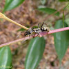 Formiga preta e dourada (Black and golden ant)