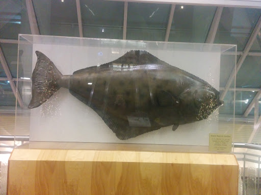 World Record Ugliest Fish