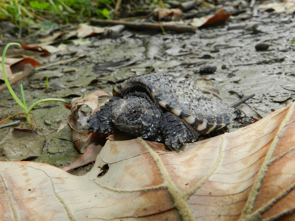 Common Snapping Turtle Hatchling | Project Noah