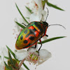 Jewel bug