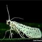 American Ermine Moth