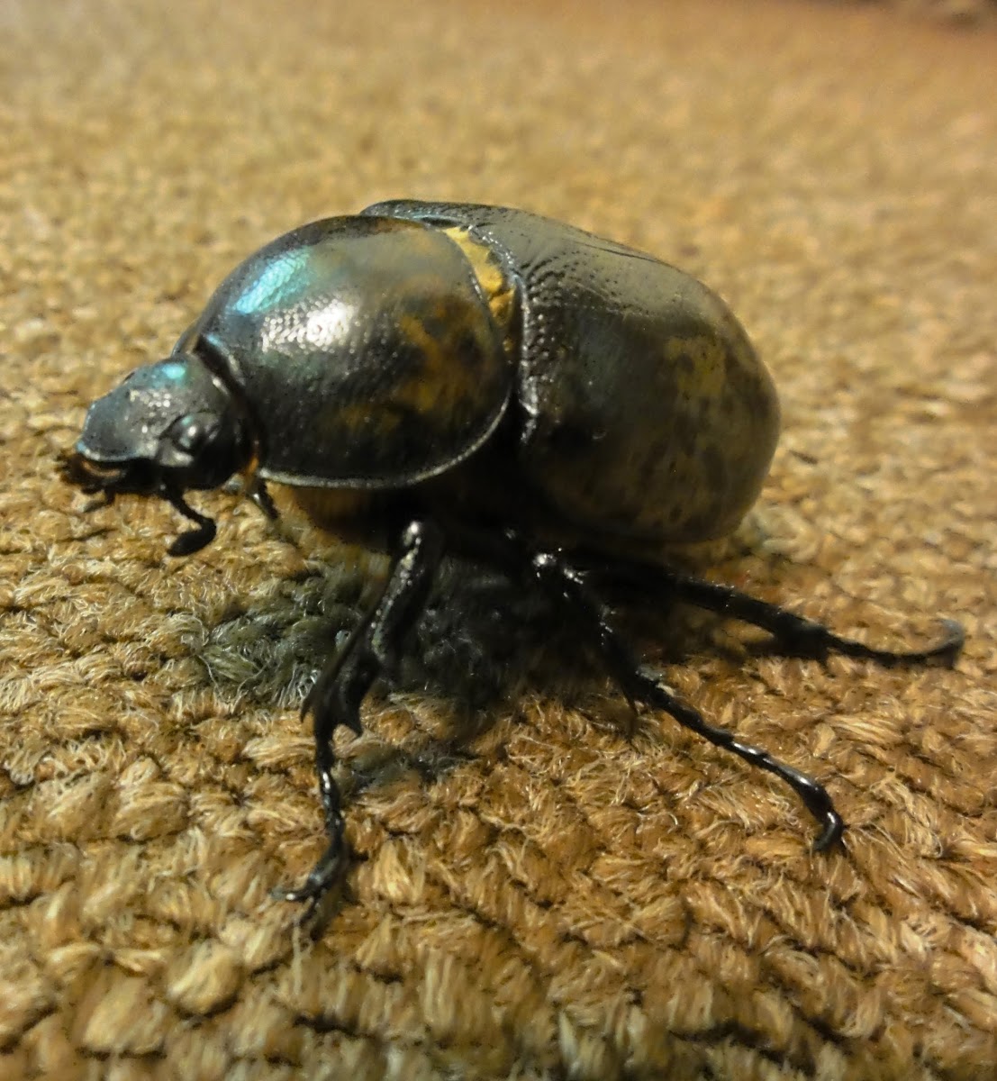 Eastern Hercules Beetle (female)