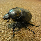 Eastern Hercules Beetle (female)