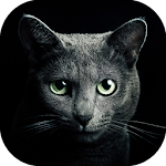 Cover Image of Descargar Encuentra un gato 5.0 APK