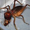 Giant King Cricket (male)